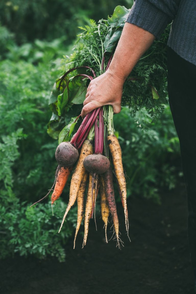 A woman holds a large bunch of fresh carrots and beets she has just harvested from her vegetable garden.